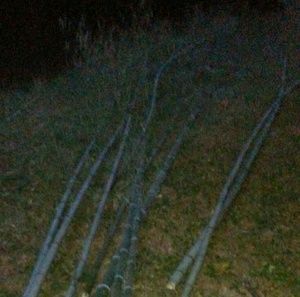 Meet your Posher, Tonya